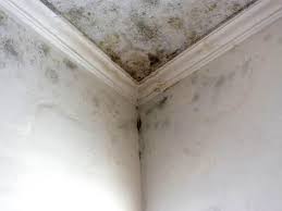 Best Mold Documentation for Insurance Claims  in Poynette, WI