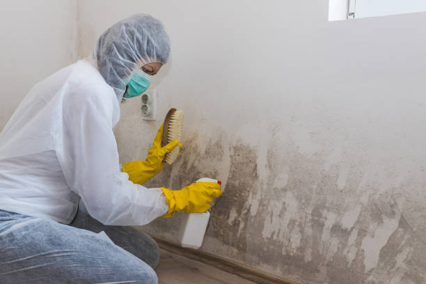 Best Mold Odor Removal Services  in Poynette, WI