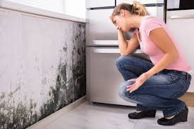 Reliable Poynette, WI Mold Removal & Remediation Solutions